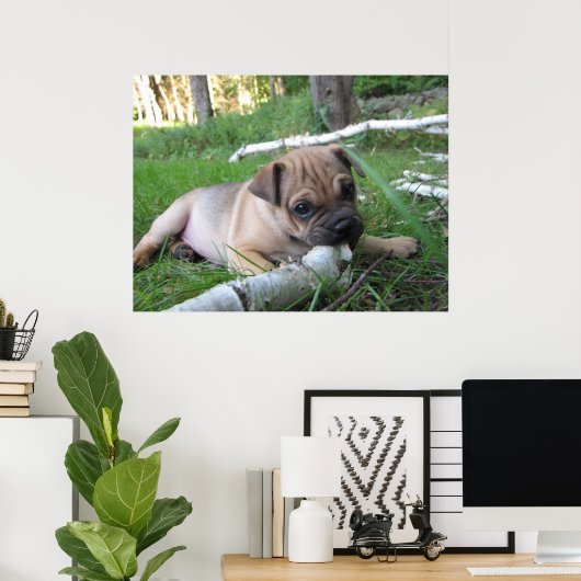 Pug- en Sharpei-puppydruk Poster (Thuiskantoor)