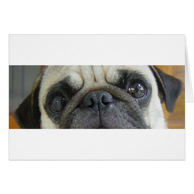 pug fawn ogen.png (Voorkant Horizontaal)