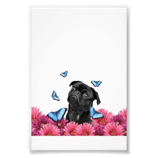 Pug Gerbera Butterflies | Cute Black Dog Foto Afdruk (Voorkant)