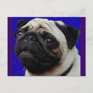 Pug—Gifts—Schattig gezicht Briefkaart