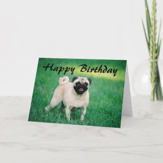 Pug Happy Birthday Kaart
