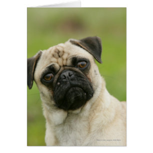 Pug Head die naar camera kijkt