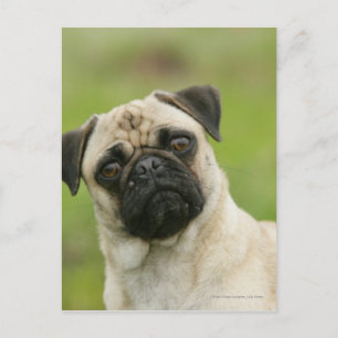 Pug Head die naar camera kijkt Briefkaart
