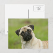 Pug Head die naar camera kijkt Briefkaart (Voorkant / Achterkant)