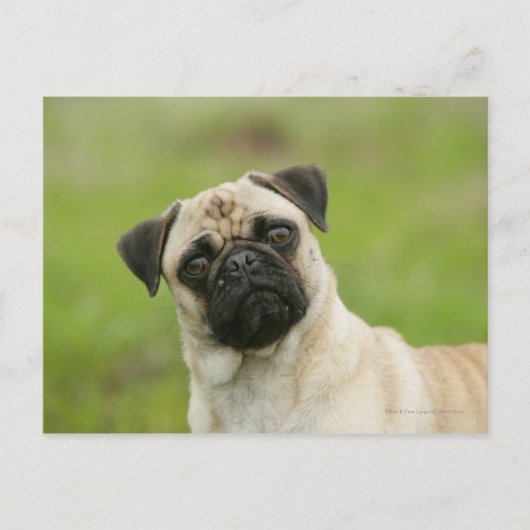 Pug Head die naar camera kijkt Briefkaart (Voorkant)