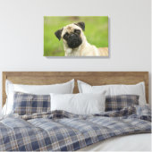 Pug Head die naar camera kijkt Canvas Afdruk (Insitu (Slaapkamer))