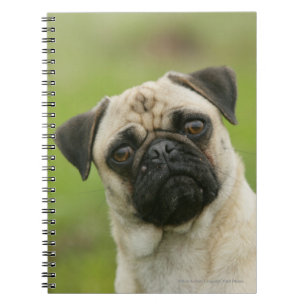 Pug Head die naar camera kijkt Notitieboek