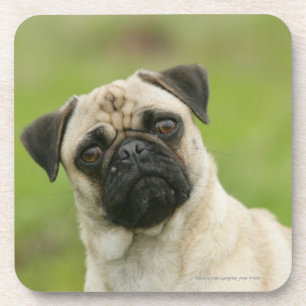 Pug Head die naar camera kijkt Onderzetter