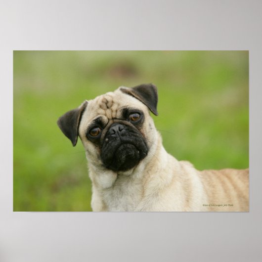 Pug Head die naar camera kijkt Poster (Voorkant)