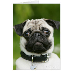 Pug headshot