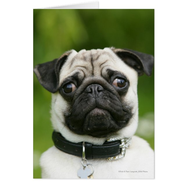 Pug headshot (Voorkant)