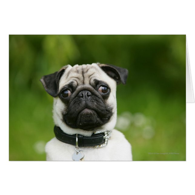 Pug headshot (Voorkant Horizontaal)