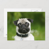 Pug headshot briefkaart (Voorkant / Achterkant)