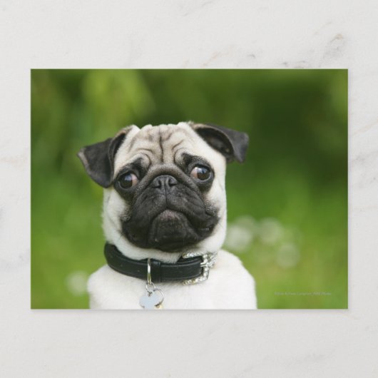 Pug headshot briefkaart (Voorkant)