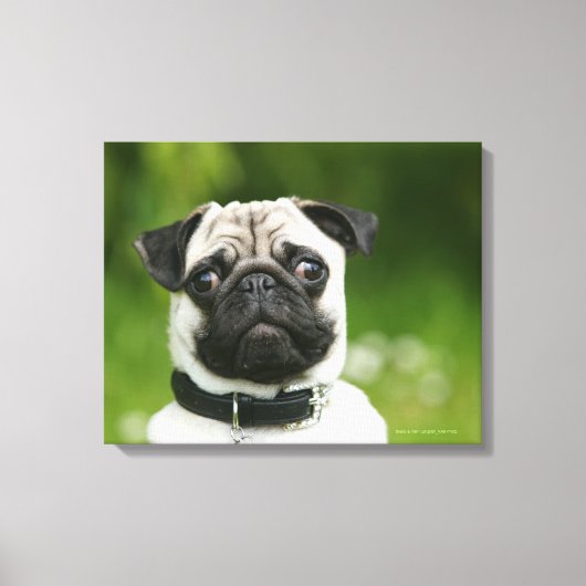Pug headshot canvas afdruk (Voorkant)