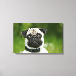 Pug headshot canvas afdruk