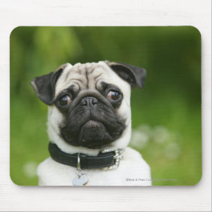 Pug headshot muismat