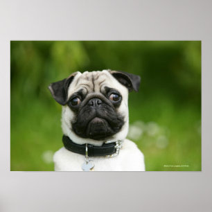 Pug headshot poster