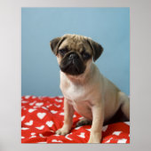 Pug Heart Puppy Poster (Voorkant)