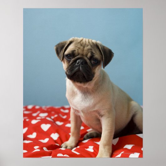 Pug Heart Puppy Poster (Voorkant)