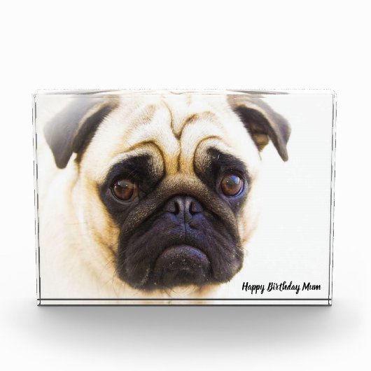 Pug Hond. Fotoblokken (Voorkant)