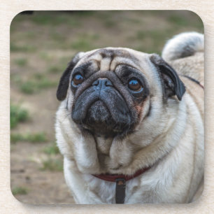 Pug hond harde plastic onderzetters