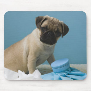 Pug hond op bed met een hete waterfles en muismat