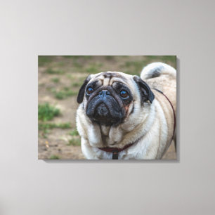 Pug hondenportret canvas print