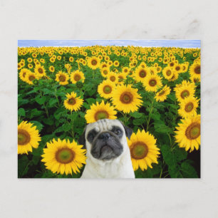 Pug in briefkaart zonnebloemen