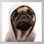 Pug in een hodie poster (Voorkant)