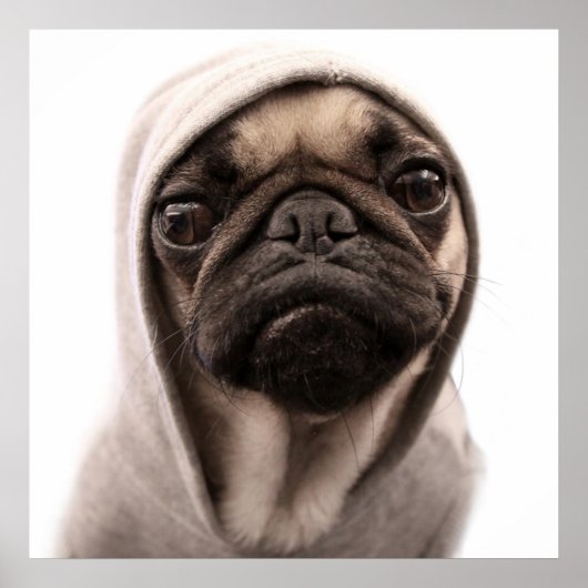 Pug in een hodie poster (Voorkant)