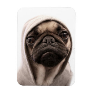 Pug in een Hoodie Magneet