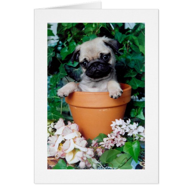 PUG in een POT (Voorkant)