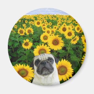 Pug in Sunflower magnet Magneet