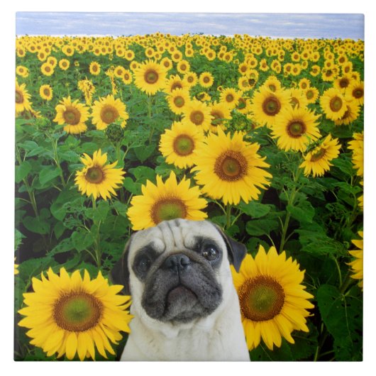 Pug in zonnebloemen tegeltje (Voorkant)