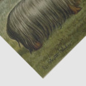  Pug, Italiaans Greyhound, Yorkshire Terrier Tissuepapier (Detail)