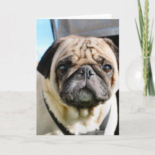 Pug Kaart