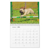 Pug Kalender (Jan 2026)