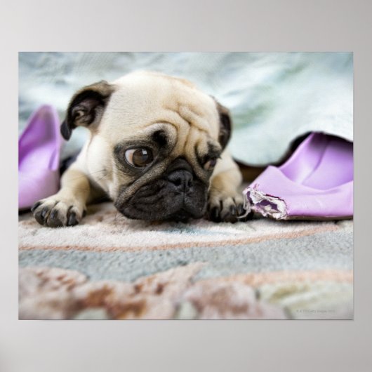 Pug kijkt onschuldig poster (Voorkant)
