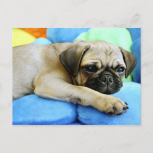 Pug leggen op kussens briefkaart