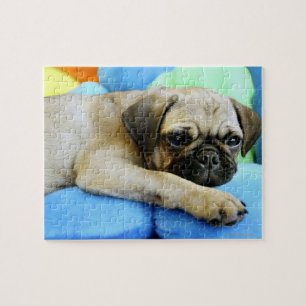 Pug leggen op kussens legpuzzel