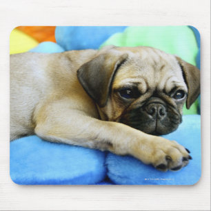 Pug leggen op kussens muismat