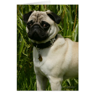 Pug Looking in camera