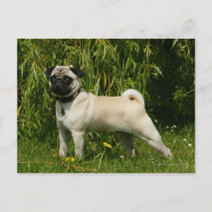 Pug Looking in camera Briefkaart