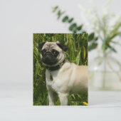 Pug Looking in camera Briefkaart (Staand voorkant)