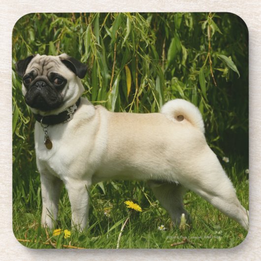 Pug Looking in camera Drankjes Onderzetter (Voorkant)