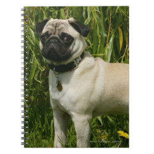 Pug Looking in camera Notitieboek