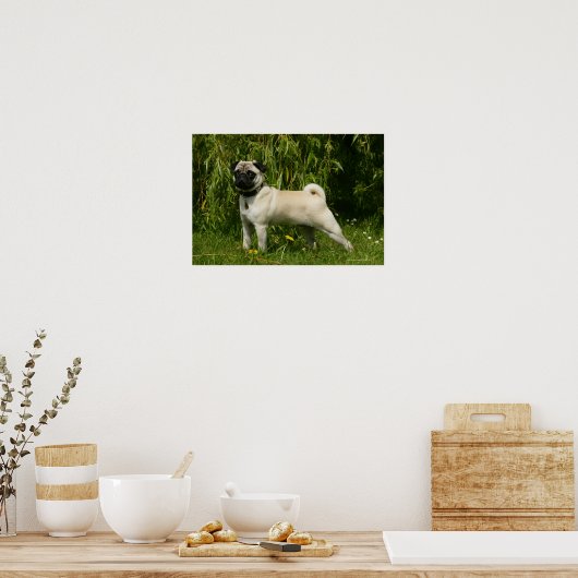 Pug Looking in camera Poster (Keuken)