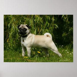 Pug Looking in camera Poster