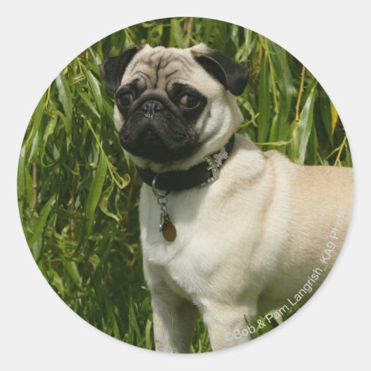 Pug Looking in camera Ronde Sticker (Voorkant)